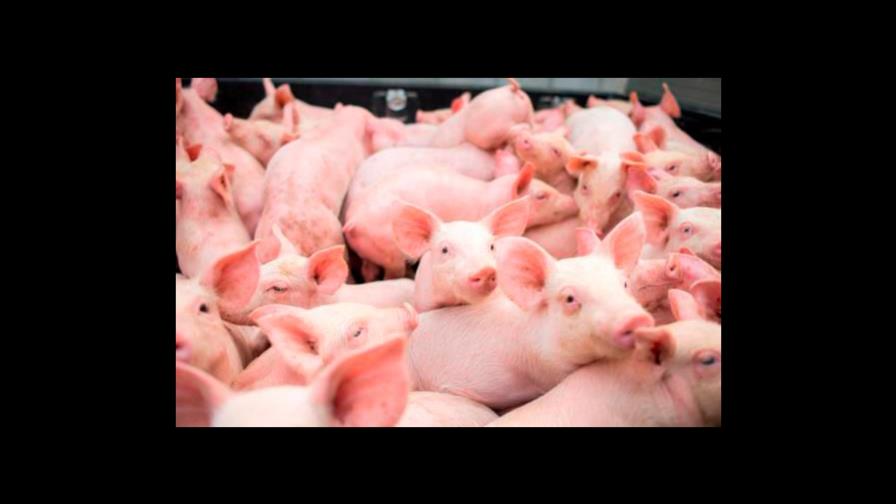 Gobierno anuncia medidas para proteger producción nacional de cerdos ante brote de fiebre porcina africana Gobierno anuncia medidas para proteger producción nacional de cerdos ante brote de fiebre porcina africana