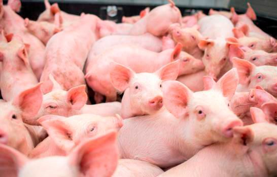Más de 30,000 cerdos han sido sacrificados por la peste porcina africana en República Dominicana