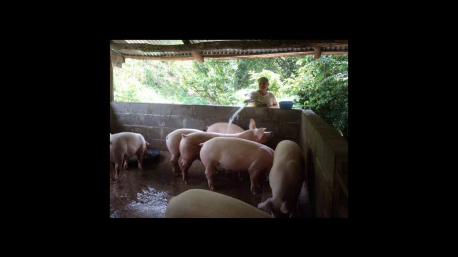 China sanciona a más de 200 funcionarios por no contener brote peste porcina