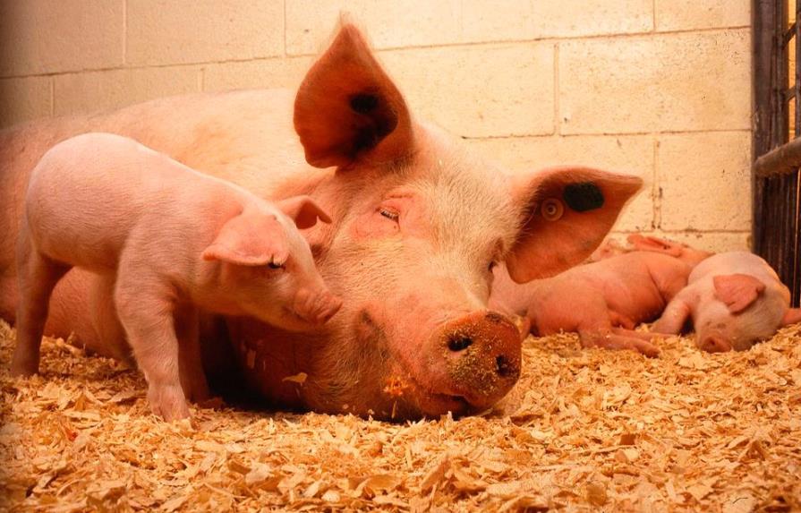 Los corazones de cerdos podrían implantarse en humanos dentro de tres años