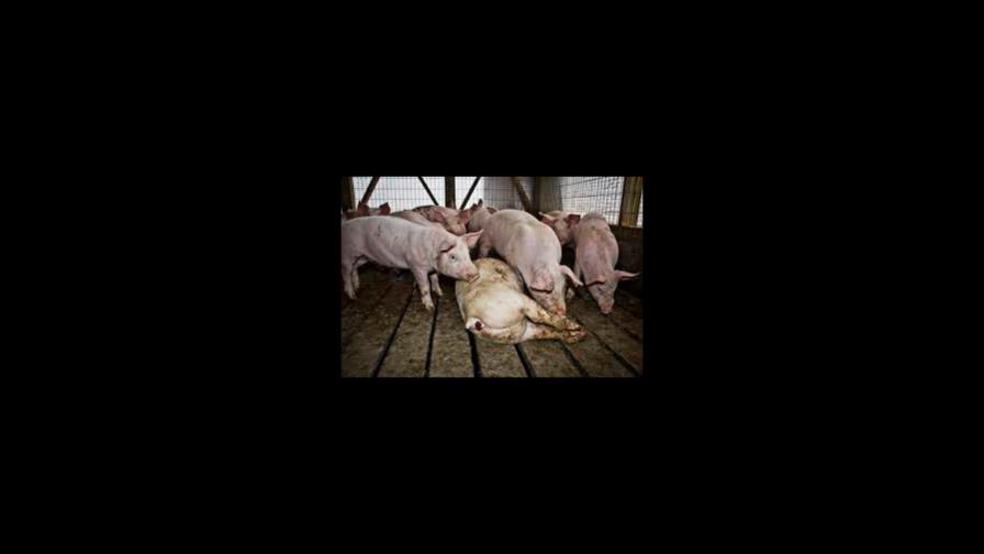 Estados Unidos prohíbe entrada de carne de cerdo por fiebre porcina en RD Estados Unidos prohíbe entrada de carne de cerdo por fiebre porcina en RD