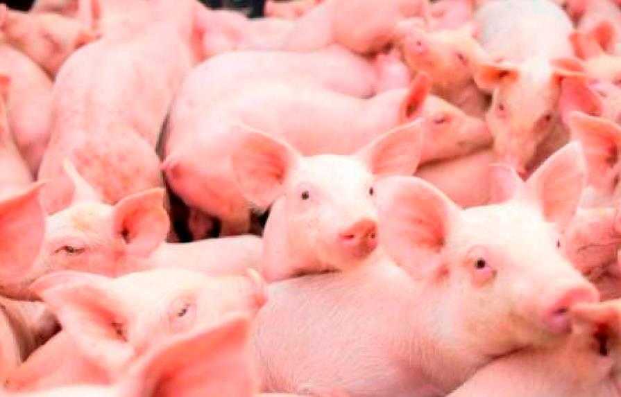 Detectan fiebre porcina africana en cerdos de traspatio de Montecristi y Sánchez Ramírez