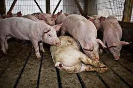 Alerta en Centroamérica y México por brote de peste porcina africana