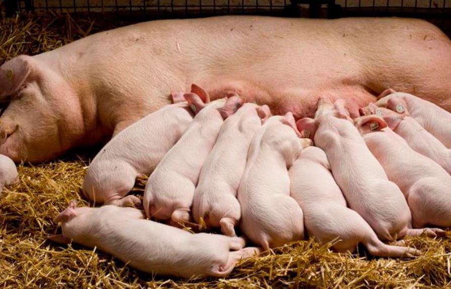 Brote de peste porcina por cría casera afecta provincias de República Dominicana