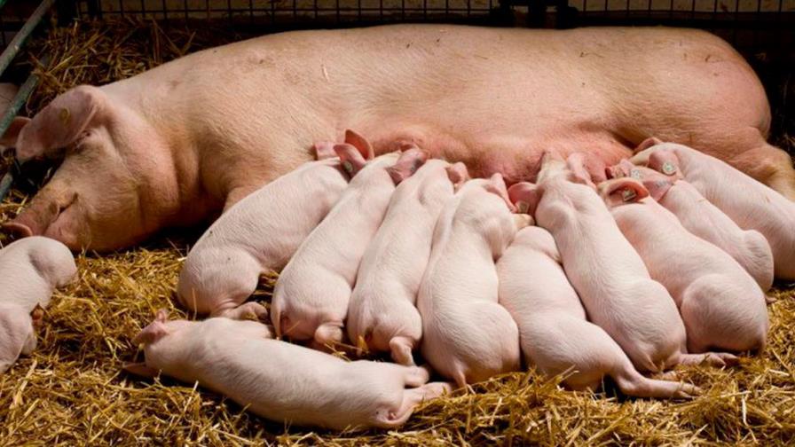 Brote de peste porcina por cría casera afecta provincias de República Dominicana