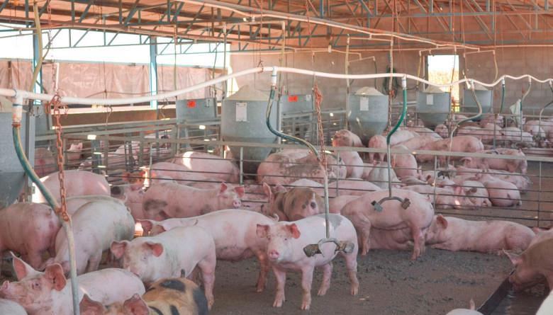 Productores de carne piden mayores controles de bioseguridad en los puertos