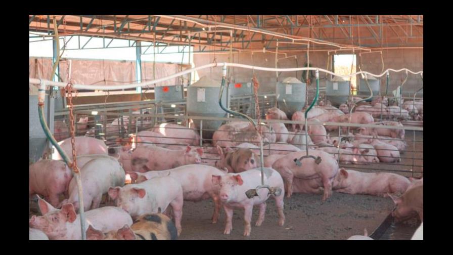 Productores de carne piden mayores controles de bioseguridad en los puertos Productores de carne piden mayores controles de bioseguridad en los puertos