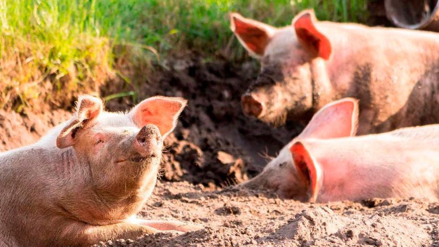 La peste porcina africana se convierte en una amenaza para América