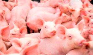 Granjas británicas sacrificarán miles de cerdos sanos por falta de mataderos
