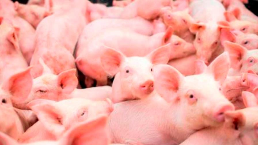 Granjas británicas sacrificarán miles de cerdos sanos por falta de mataderos Granjas británicas sacrificarán miles de cerdos sanos por falta de mataderos