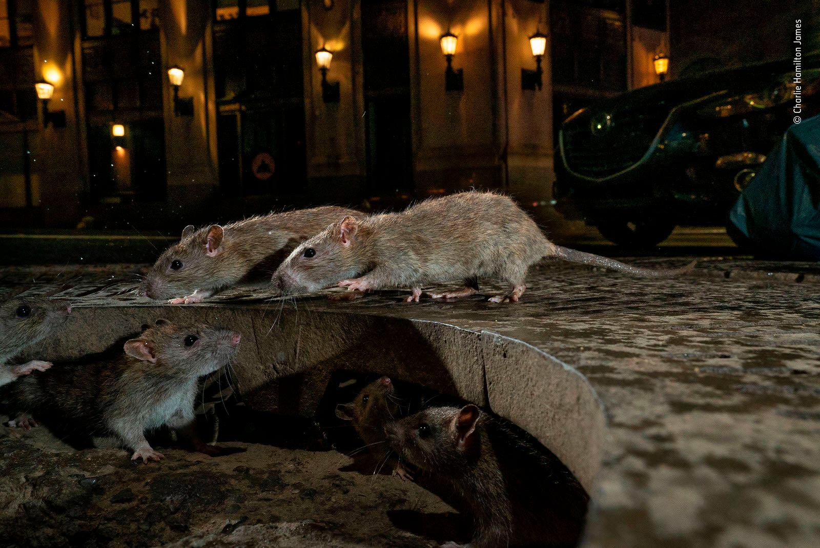 “The rat pack” de Charlie Hamilton James, Reino Unido. Ganador de Urban Wildlife. 