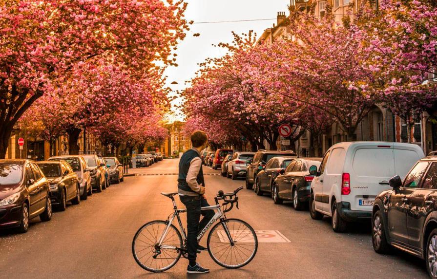 Bruselas se tiñe de cerezos japoneses en flor