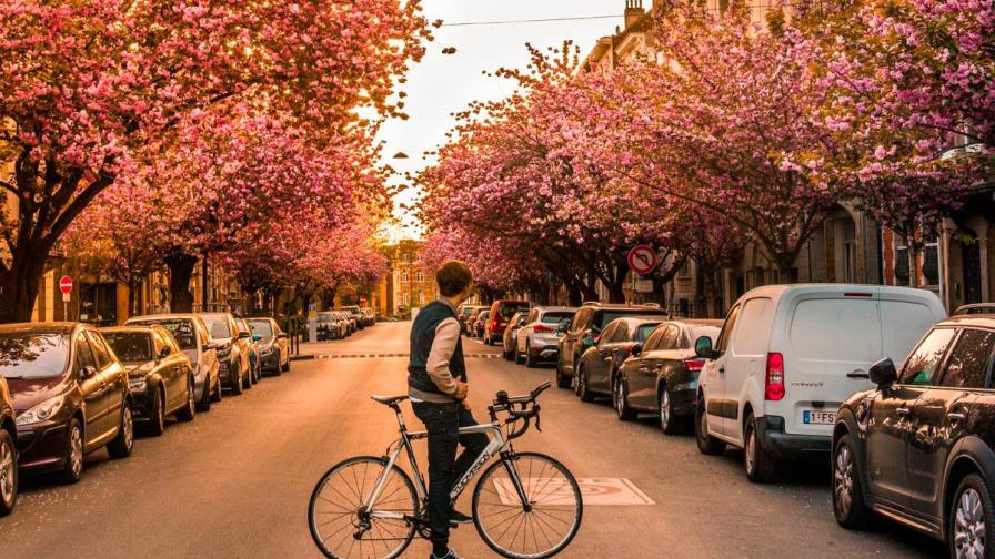 Bruselas se tiñe de cerezos japoneses en flor