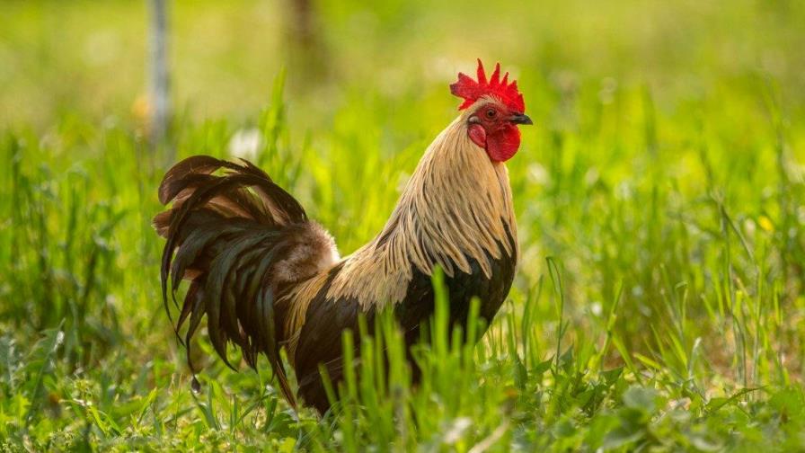 Dejen de besar a los pollos, piden las autoridades sanitarias de EEUU