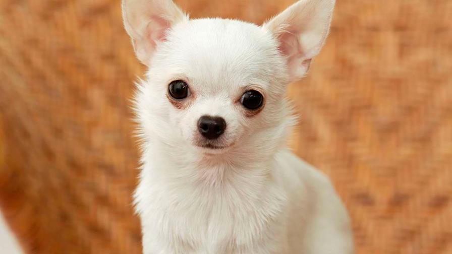 La perrita es un terremoto: lo destruye todo...