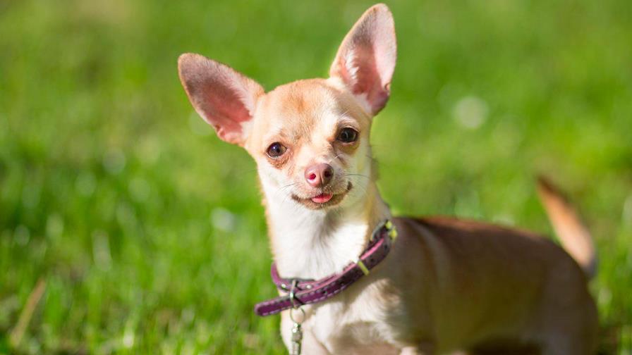 Cuando puedo cruzar a mi cachorra Cuando puedo cruzar a mi cachorra