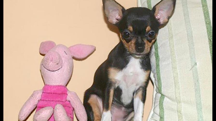 Su chihuahua pierde mucho pelo