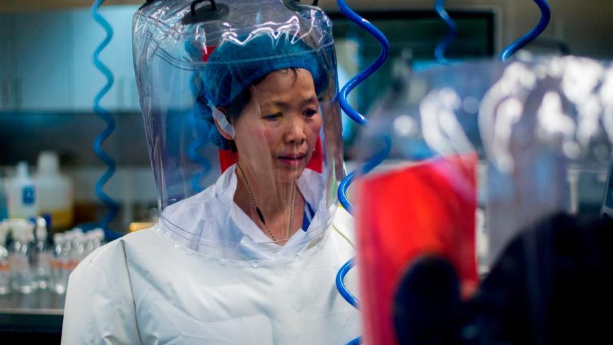 El coronavirus es solo la punta del iceberg, advierte investigadora de Wuhan El coronavirus es solo la punta del iceberg, advierte investigadora de Wuhan