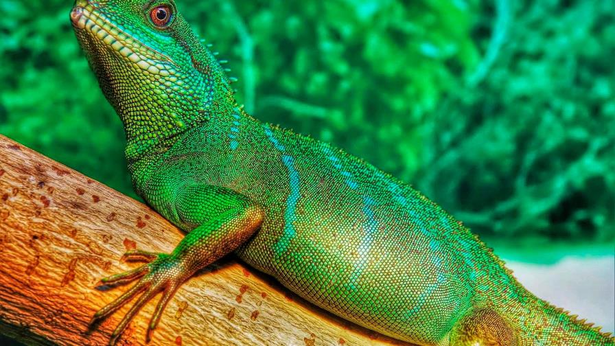 Pronostican “lluvia de iguanas” en el sur de Florida por bajas temperaturas