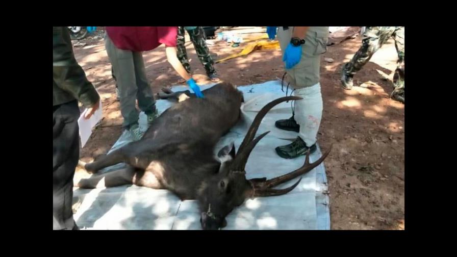 Hallan muerto a un ciervo tras ingerir plástico en Tailandia Hallan muerto a un ciervo tras ingerir plástico en Tailandia