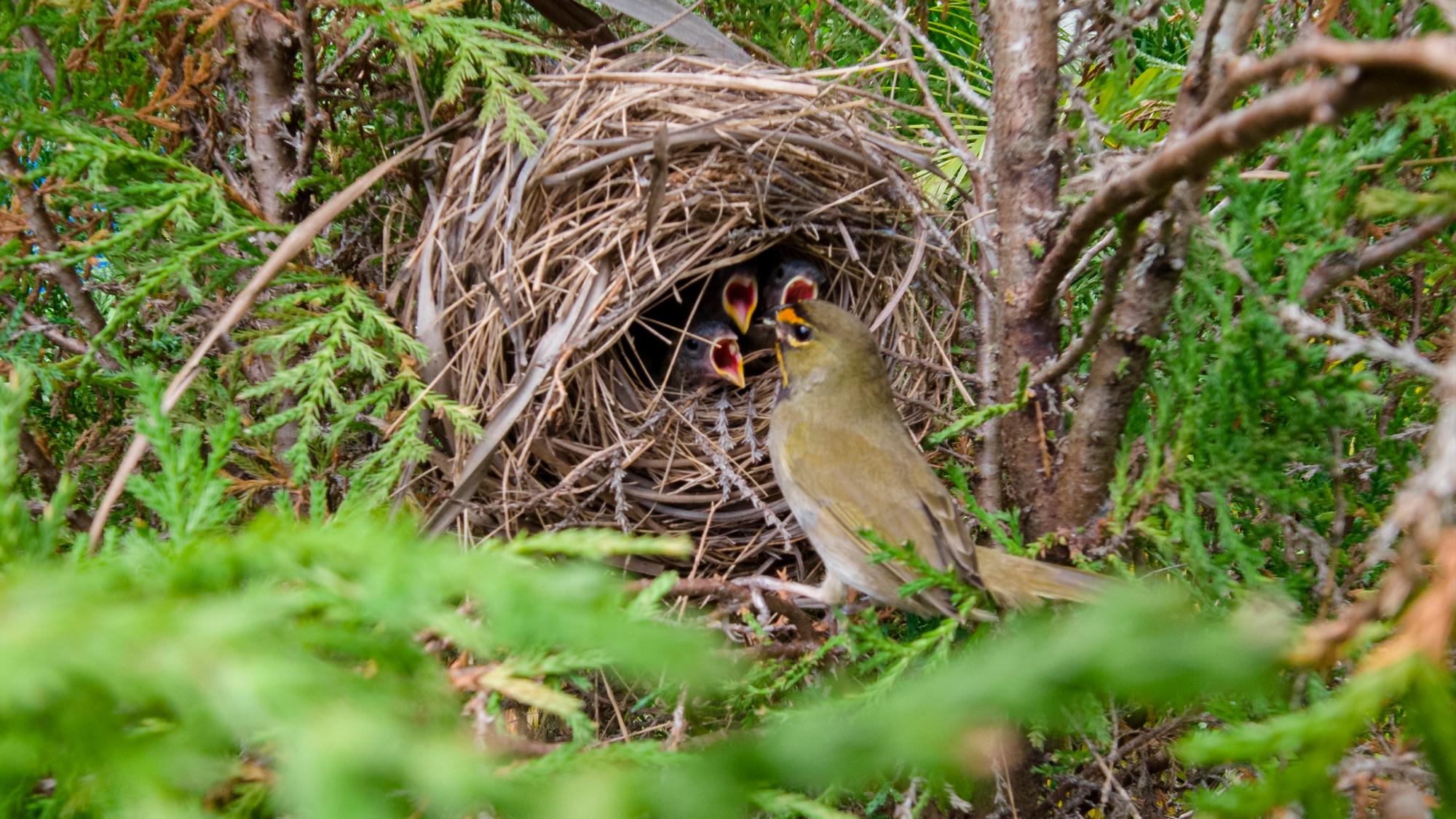 Cigüita de hierba, Tiaris olivaceus, en Santo Domingo.