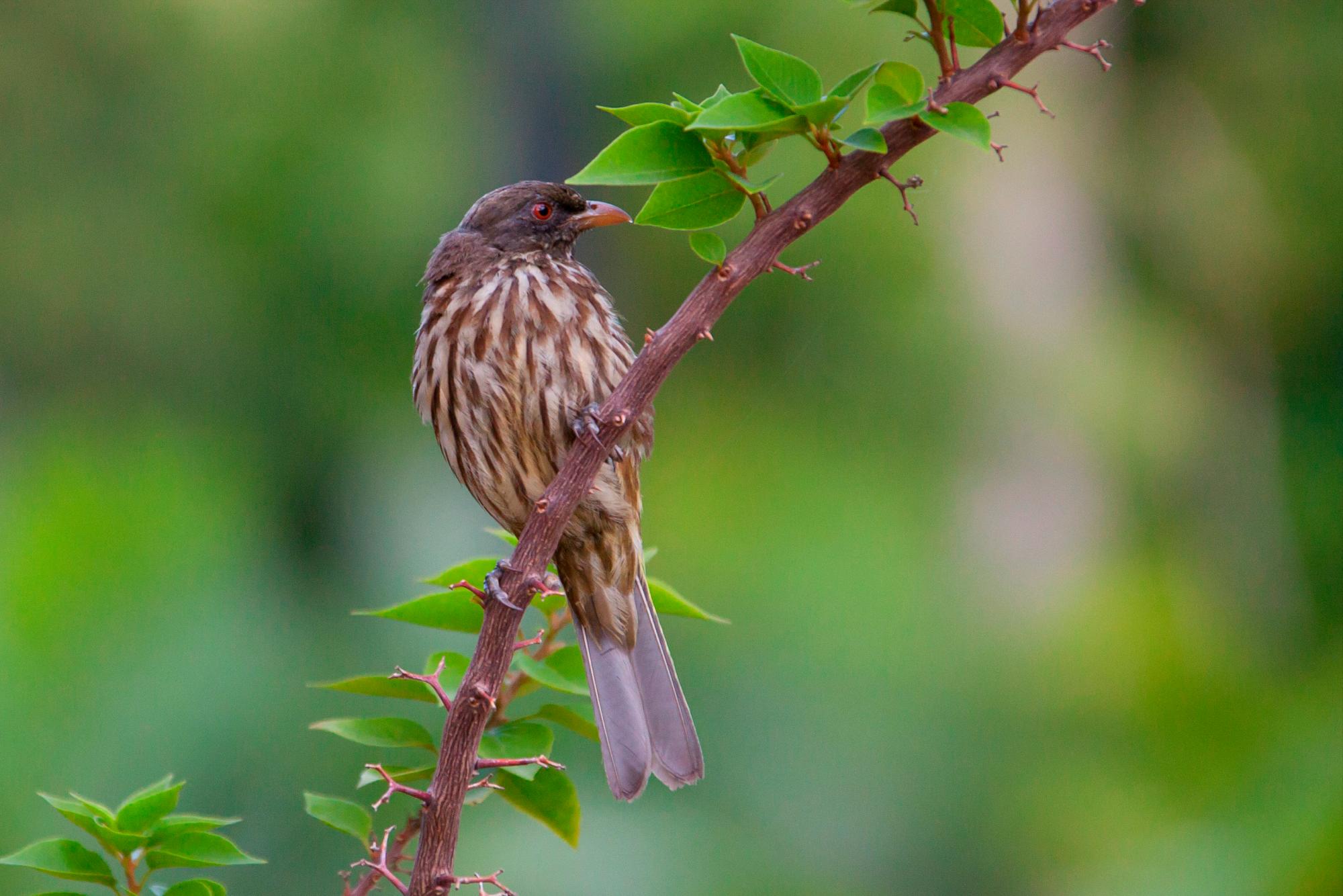 Cigua palmera, Dulus dominicus, nuestra ave nacional.