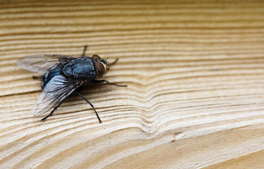  Herramientas útiles para que los insectos no entren a tu hogar