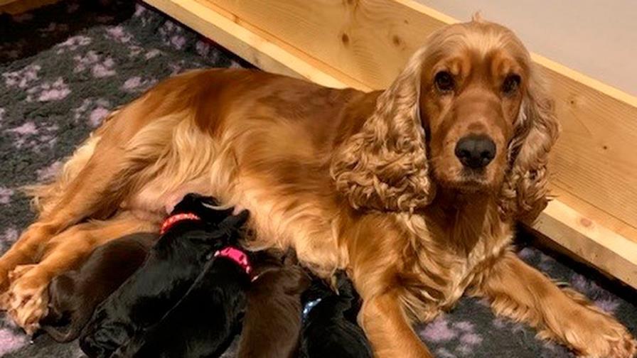 Se pone fea luego del parto
Cuándo dejan de crecer...