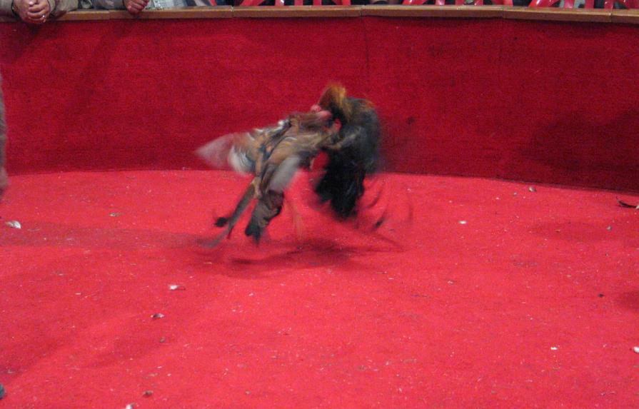 Constitucional colombiano ratifica pelea de gallos y corridas de toros no son maltrato animal