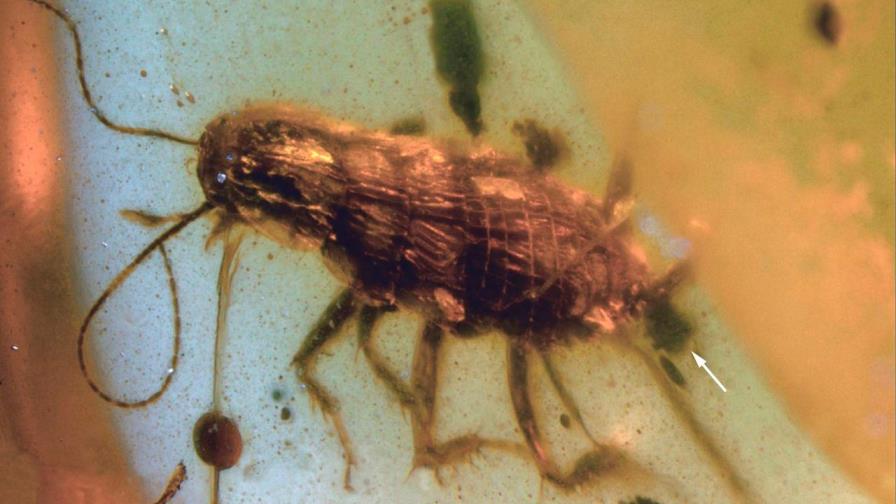 Una cucaracha de 99 millones de años preservada en el ámbar Una cucaracha de 99 millones de años preservada en el ámbar