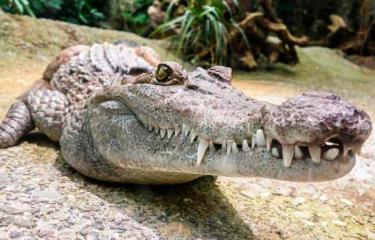 Atrapan a un cocodrilo de tres metros en una casa de los Cayos de Florida -  Diario Libre