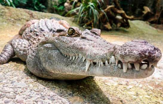 Atrapan a un cocodrilo de tres metros en una casa de los Cayos de Florida