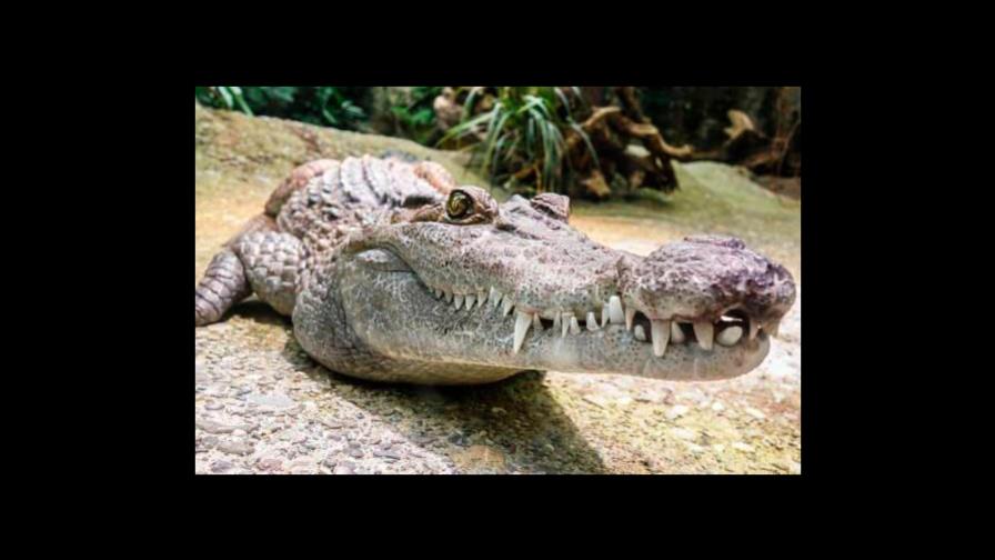 Atrapan a un cocodrilo de tres metros en una casa de los Cayos de Florida Atrapan a un cocodrilo de tres metros en una casa de los Cayos de Florida