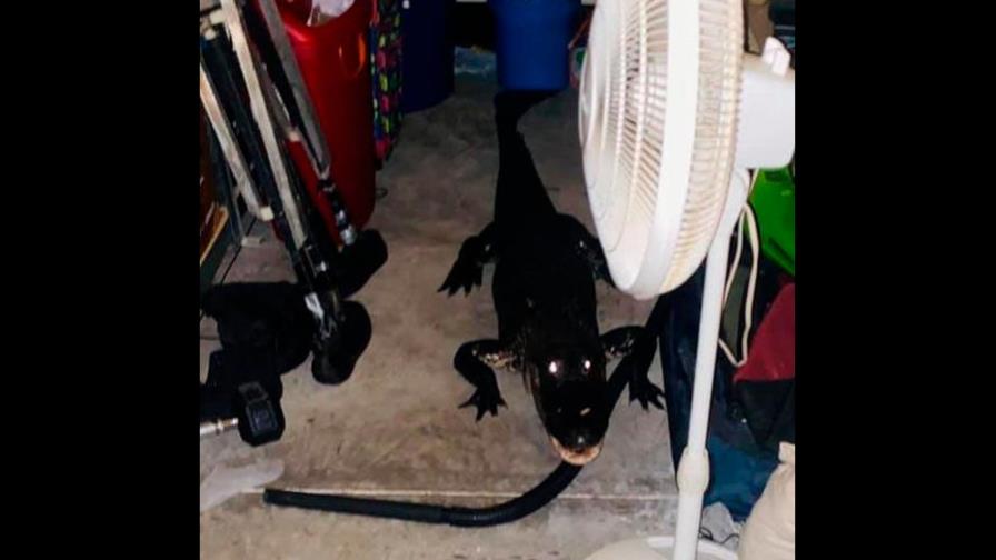 Una familia en EEUU encuentra un caimán de dos metros en su garaje de Florida