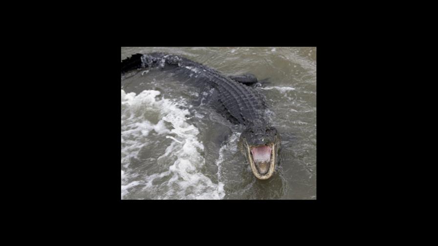 Un caimán en un jacuzzi de Kansas City causa revuelo Un caimán en un jacuzzi de Kansas City causa revuelo