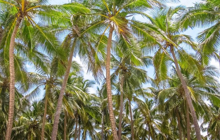 Nagua será sede del Segundo Festival Nacional del Coco