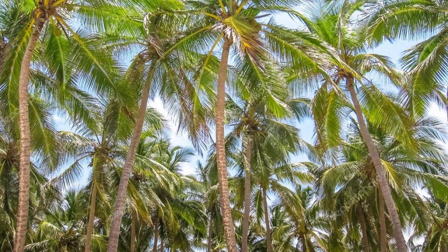 Nagua será sede del Segundo Festival Nacional del Coco