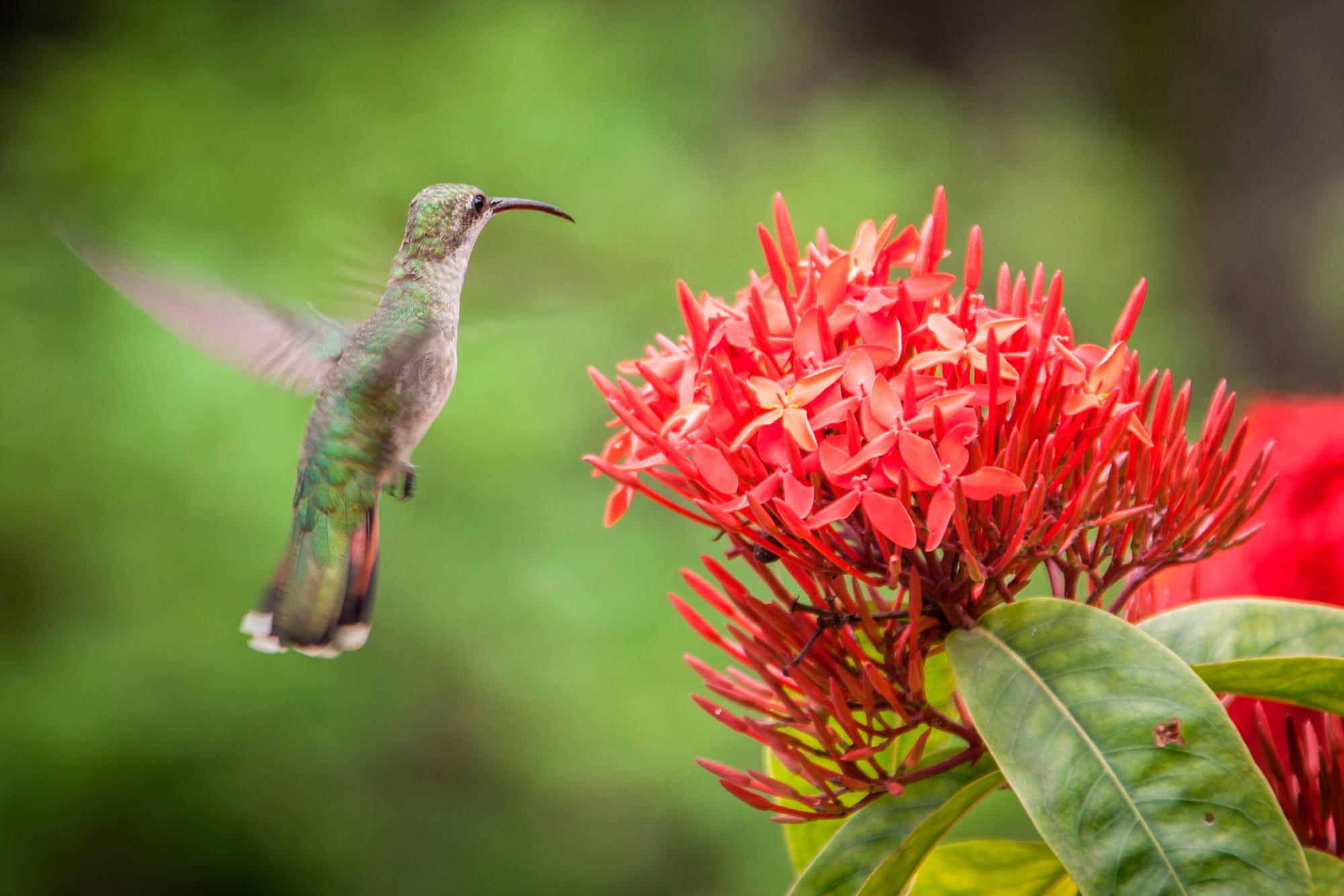 Zumbador grande, Anthracothorax dominicus, Santo Domingo