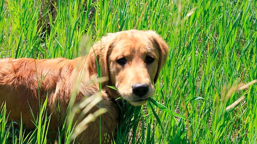 El perro come hierbas...