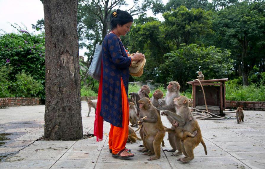 Mujer alimenta a diario a monos en templo en Nepal