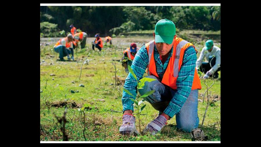 Falcondo realiza jornada por el Mes de la Reforestación 