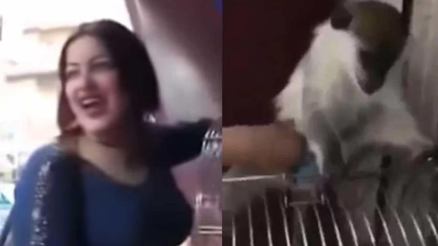 Condenan a tres años de cárcel a una mujer por “acoso sexual” a un mono