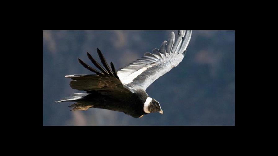 El cóndor: Un ave en peligro que sustenta la frágil relación con los Andes El cóndor: Un ave en peligro que sustenta la frágil relación con los Andes