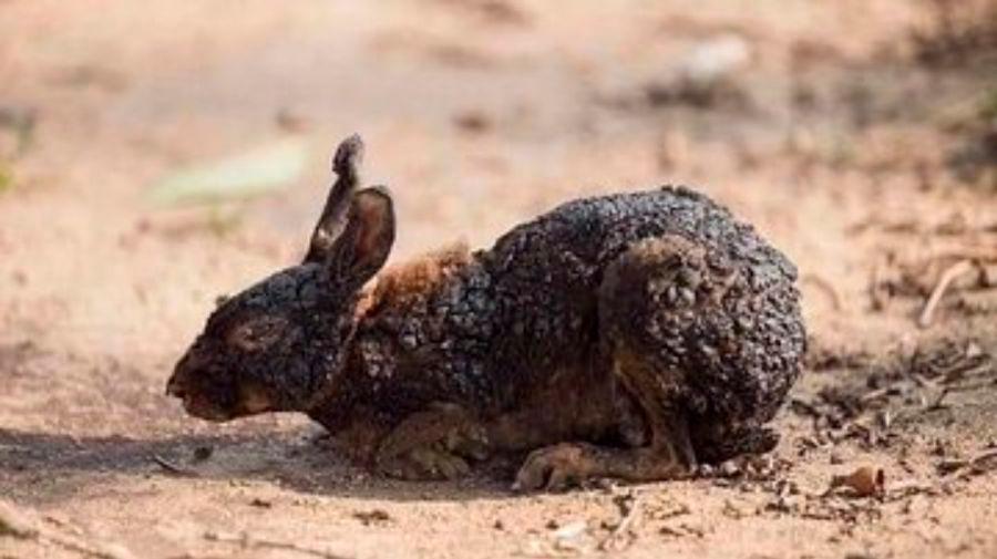 La imagen de un conejo quemado fue tomada cuando huía de un incendio en Woolsey, California en 2018