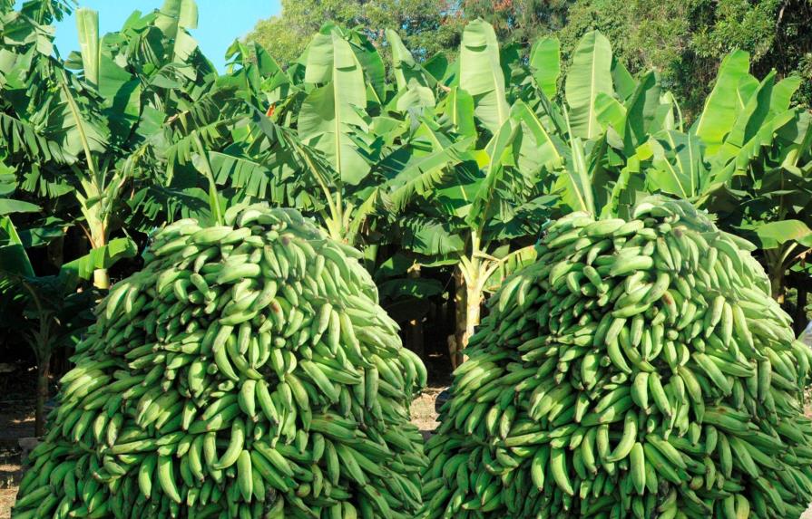 Populismo y agropecuaria (plátanos)