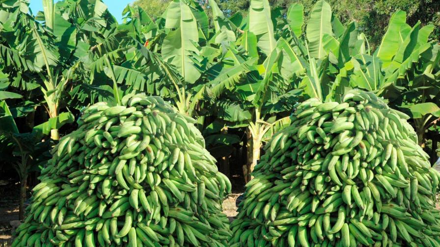 Apoyo de supermercados ayudará a estabilizar los precios del plátano y guineo  