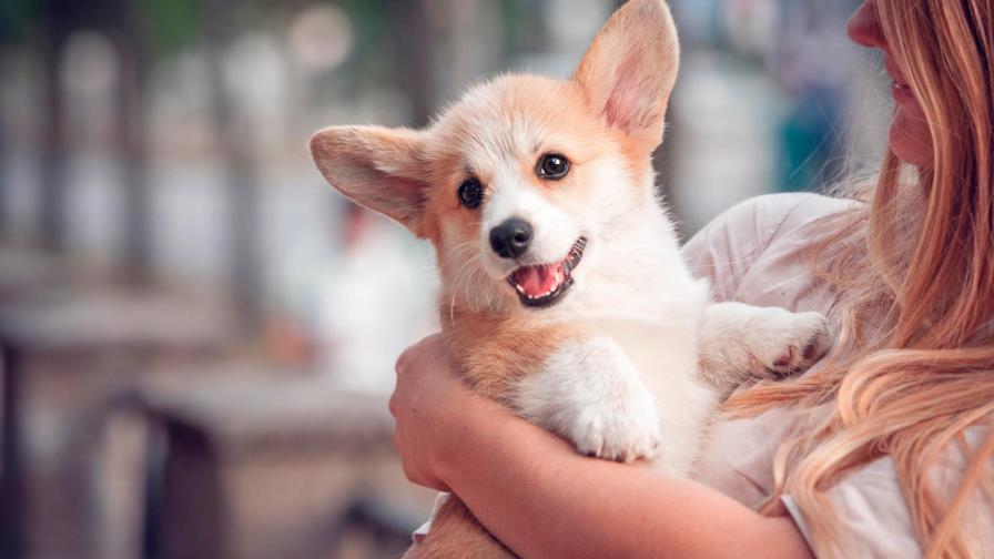 Trata al perro como a un bebé