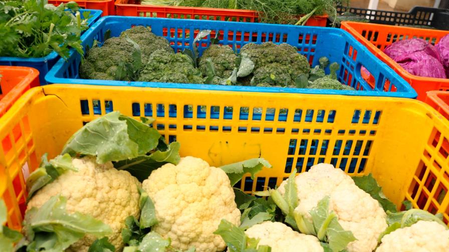 Agricultores de Constanza garantizan abastecimiento de productos alimenticios durante cuarentena Agricultores de Constanza garantizan abastecimiento de productos alimenticios durante cuarentena