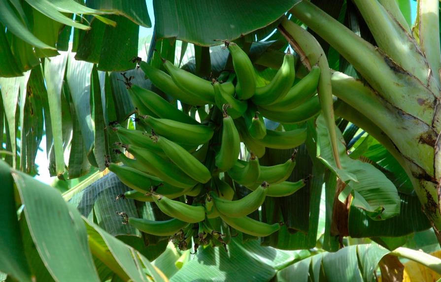 Autoridades de Agricultura crean la Comisión Nacional del Plátano