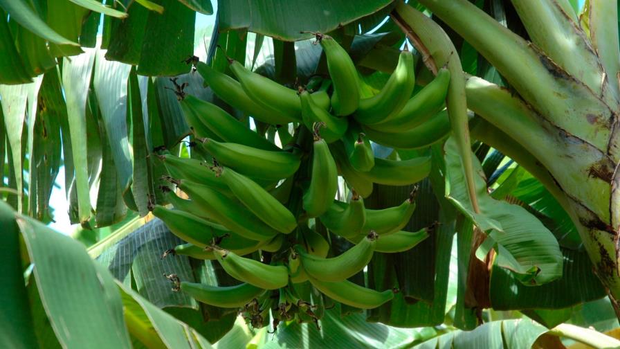 Autoridades de Agricultura crean la Comisión Nacional del Plátano Autoridades de Agricultura crean la Comisión Nacional del Plátano